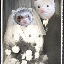 Mr. & Mrs. Frettchen, 11 x 15 cm, 2023